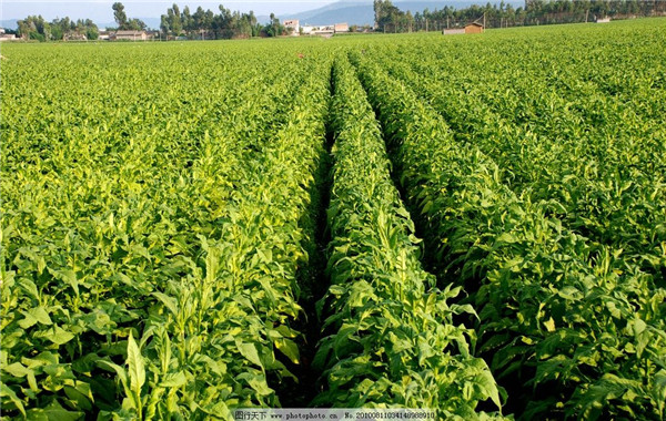 土壤水分速測儀如何提高煙草的產量? 土壤水分速測儀如何提高煙草的產量?