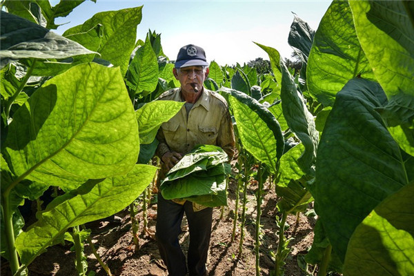 土壤水分速測儀如何提高煙草的產量? 土壤水分速測儀如何提高煙草的產量?