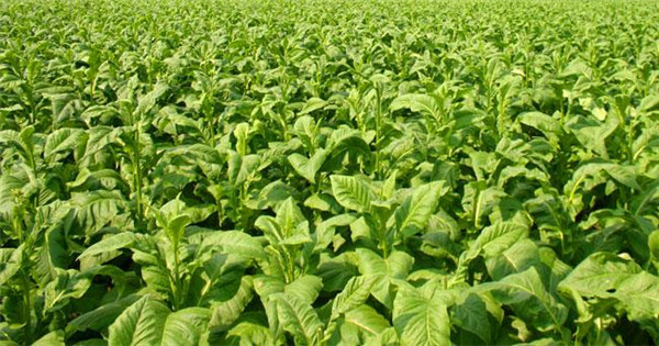 土壤水分速測儀如何提高煙草的產量? 土壤水分速測儀如何提高煙草的產量?