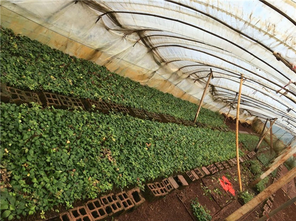 土壤是農(nóng)業(yè)的基礎(chǔ)，保護(hù)土壤，從現(xiàn)在開始