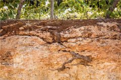 土壤養(yǎng)分檢測儀都有哪些特點(diǎn)功能