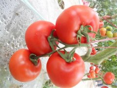 用土壤養(yǎng)分速測儀改善西紅柿種植土地，產量提高一倍