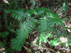 如何土壤檢測(cè)儀讓土壤變酸？