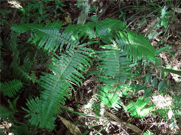 如何土壤檢測儀讓土壤變酸？