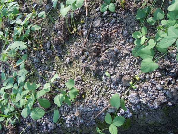 如何土壤檢測儀讓土壤變酸？