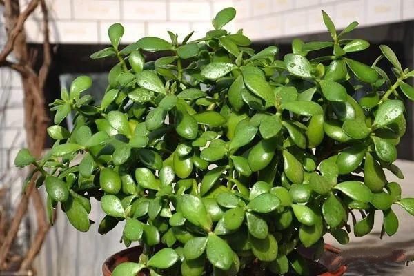 土壤測試儀分析不同尺度土壤養(yǎng)分的空間變異性 土壤測試儀分析不同尺度土壤養(yǎng)分的空間變異性