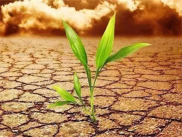 土壤養(yǎng)分快速測定方法的選擇 土壤養(yǎng)分快速測定方法的選擇