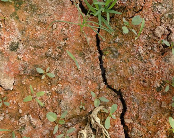 土壤養分快速測定儀將土壤帶回萬里沃土 土壤養分快速測定儀將土壤帶回萬里沃土