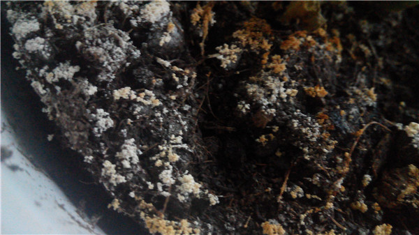 利用土壤測試儀測土數(shù)據(jù)開展配方施肥 利用土壤測試儀測土數(shù)據(jù)開展配方施肥