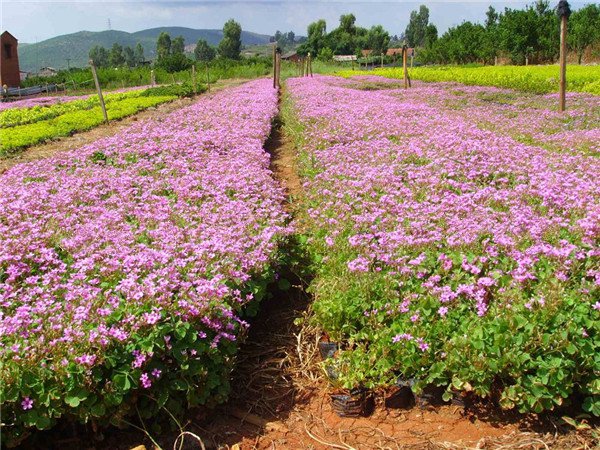 利用土壤測試儀測土數(shù)據(jù)開展配方施肥 利用土壤測試儀測土數(shù)據(jù)開展配方施肥