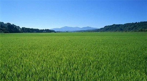 土壤養分快速測定儀測定荒漠化地區土壤養分的空間分布 土壤養分快速測定儀測定荒漠化地區土壤養分的空間分布