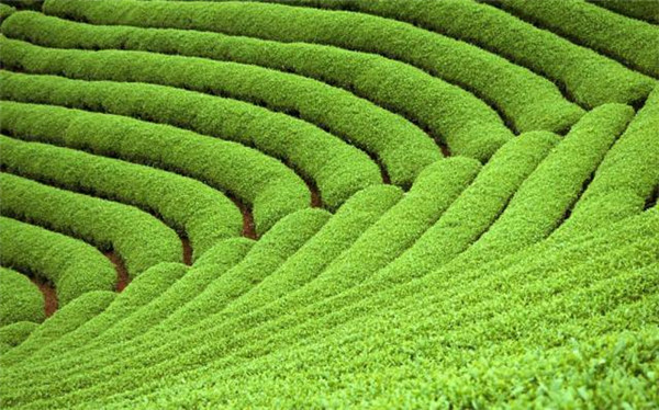 土壤養(yǎng)分檢測儀制造商的價格和原理技術(shù)輕便 土壤養(yǎng)分檢測儀制造商的價格和原理技術(shù)輕便