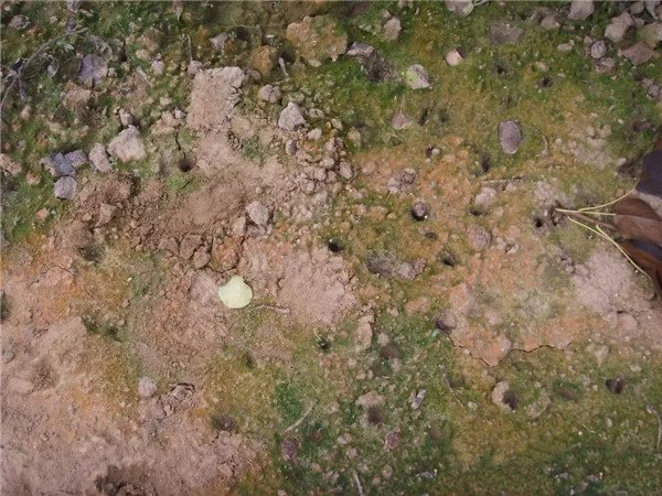 土壤養(yǎng)分檢測儀制造商的價格和原理技術(shù)輕便 土壤養(yǎng)分檢測儀制造商的價格和原理技術(shù)輕便