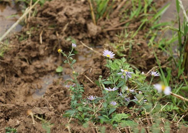 土壤分析儀中有機(jī)物的原理、技術(shù)和功能