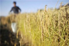 果樹的光合作用與土壤水分有什么關(guān)系？