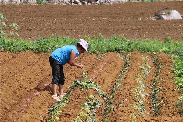 土壤養(yǎng)分檢測(cè)器?；緲?biāo)準(zhǔn)和操作方法