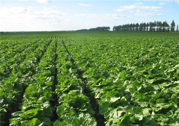 土壤水分速測(cè)儀的主要優(yōu)勢(shì)分析 土壤水分速測(cè)儀的主要優(yōu)勢(shì)分析