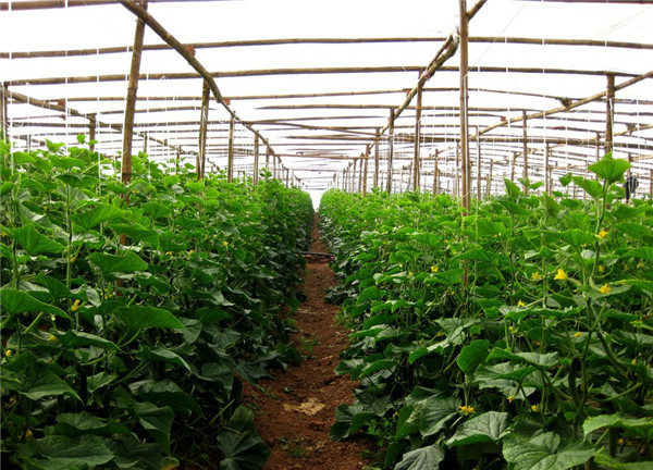 土壤水分速測儀監測不同作物的用水情況 土壤水分速測儀監測不同作物的用水情況