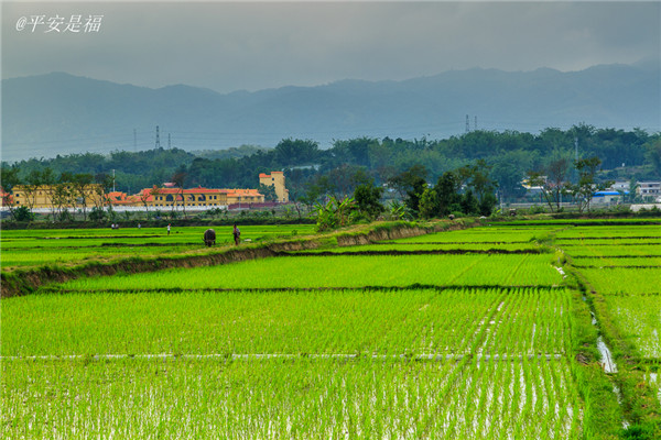 土壤墑情監測站能夠對土壤墑情實時監測 土壤墑情監測站能夠對土壤墑情實時監測