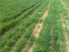 土壤水分蒸發(fā)流失對土壤有什么影響？