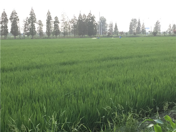 土壤水分速測(cè)儀能測(cè)定土壤墑情規(guī)律嗎？